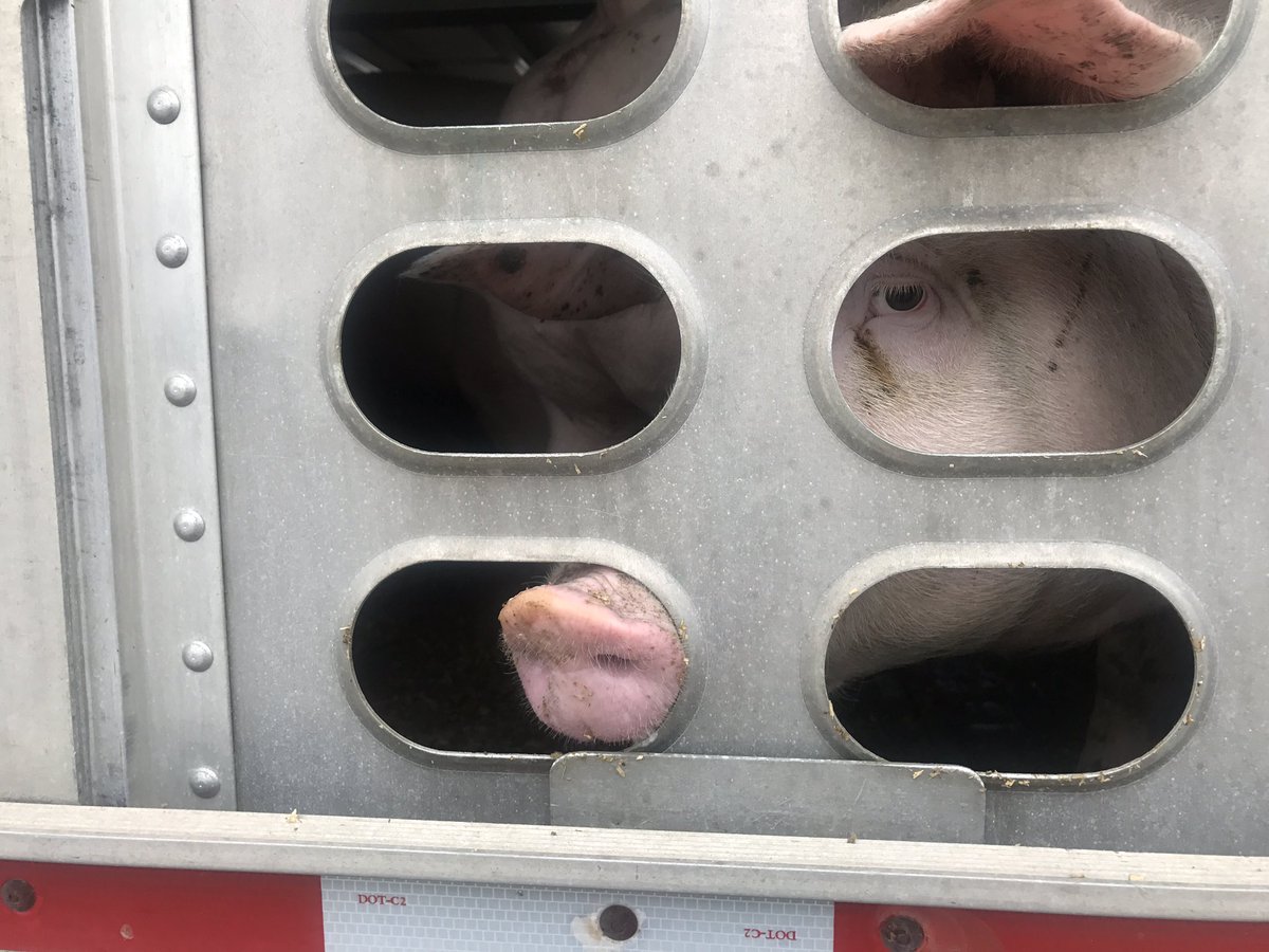 TorontoPigSave's tweet photo. What did I do wrong?

💔🐷💔

#vegan https://t.co/dUCZhlvOU5