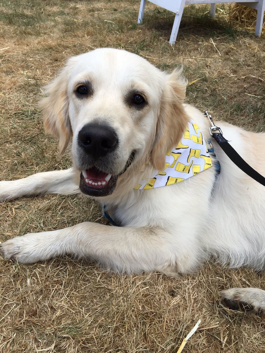 JenFSaunders's tweet image. Toby with his new neckerchief from the @RNLI stand at @DogfestUK. Great chatting with you guys! Awesome day! 🐶🎉#respectthewater #dogfest