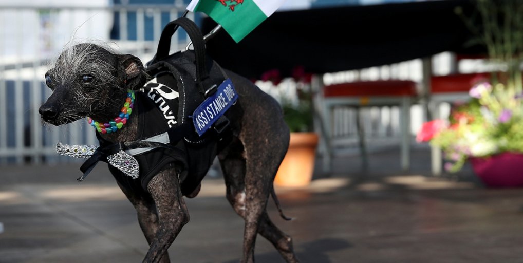 World's Ugliest Dog contest 2017 bit.ly/2t5t5Af https://t.co/KrfgS4Ze1W