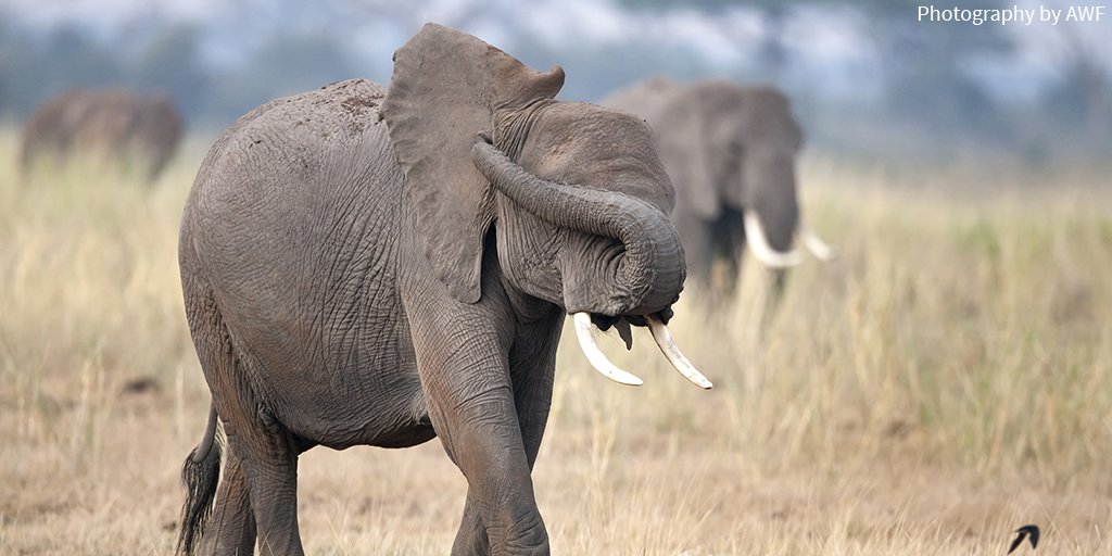 AWF_Official's tweet photo. Help us #caption this photo! https://t.co/U0kJIU9mdC