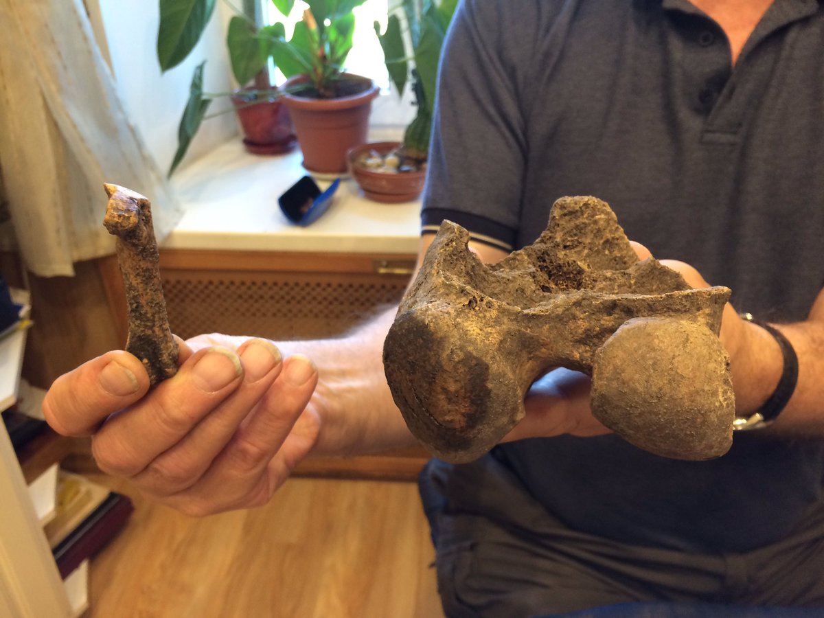 BUOsteo's tweet photo. #zooarchaeology #boneoftheday -bear metatarsal or huge bovid femur? Which one is best? There's only one way to find out: @HarryHill fiiight! https://t.co/xcBpN7bdQh