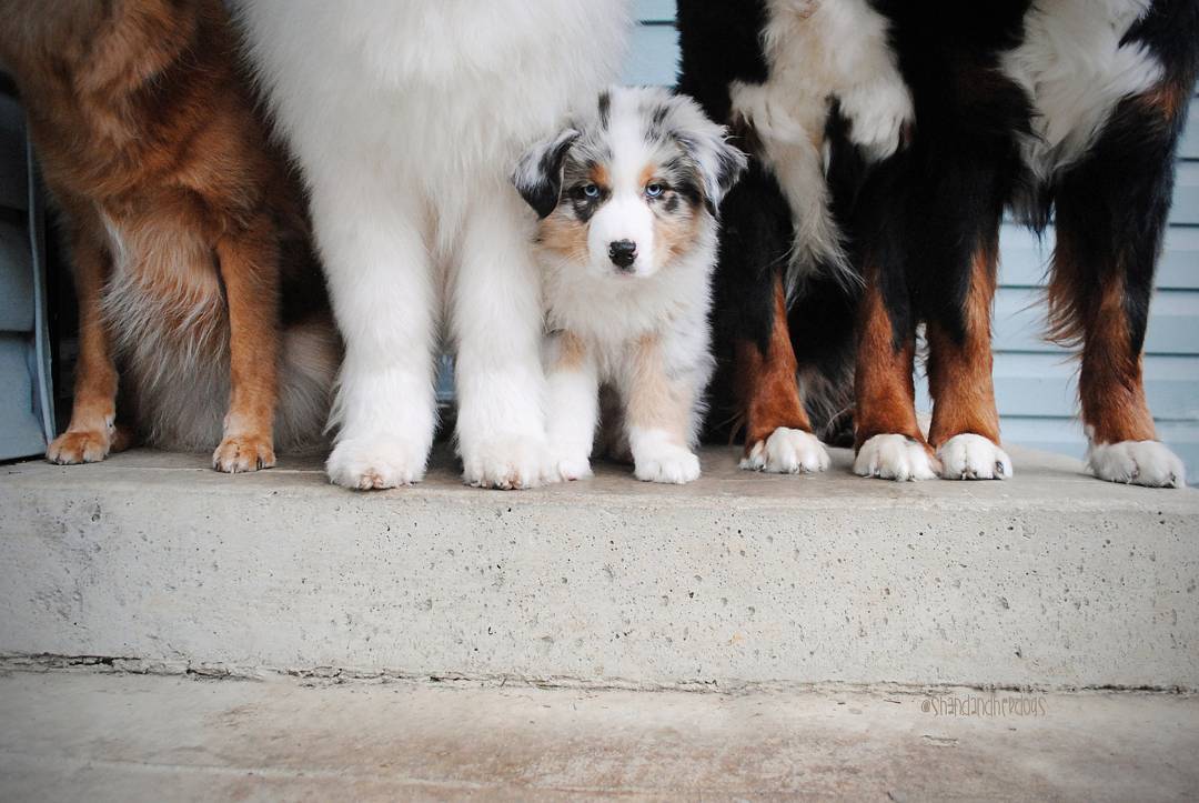 HelloNuzzle's tweet image. A puppy ponders perspectives, paws, and his own point of view.