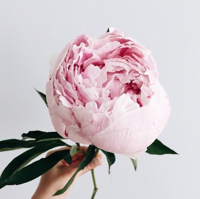 betyalarcon's tweet photo. 💋#peonyaddict  #jaimelespivoines #unecommeça https://t.co/nGeBo89APS