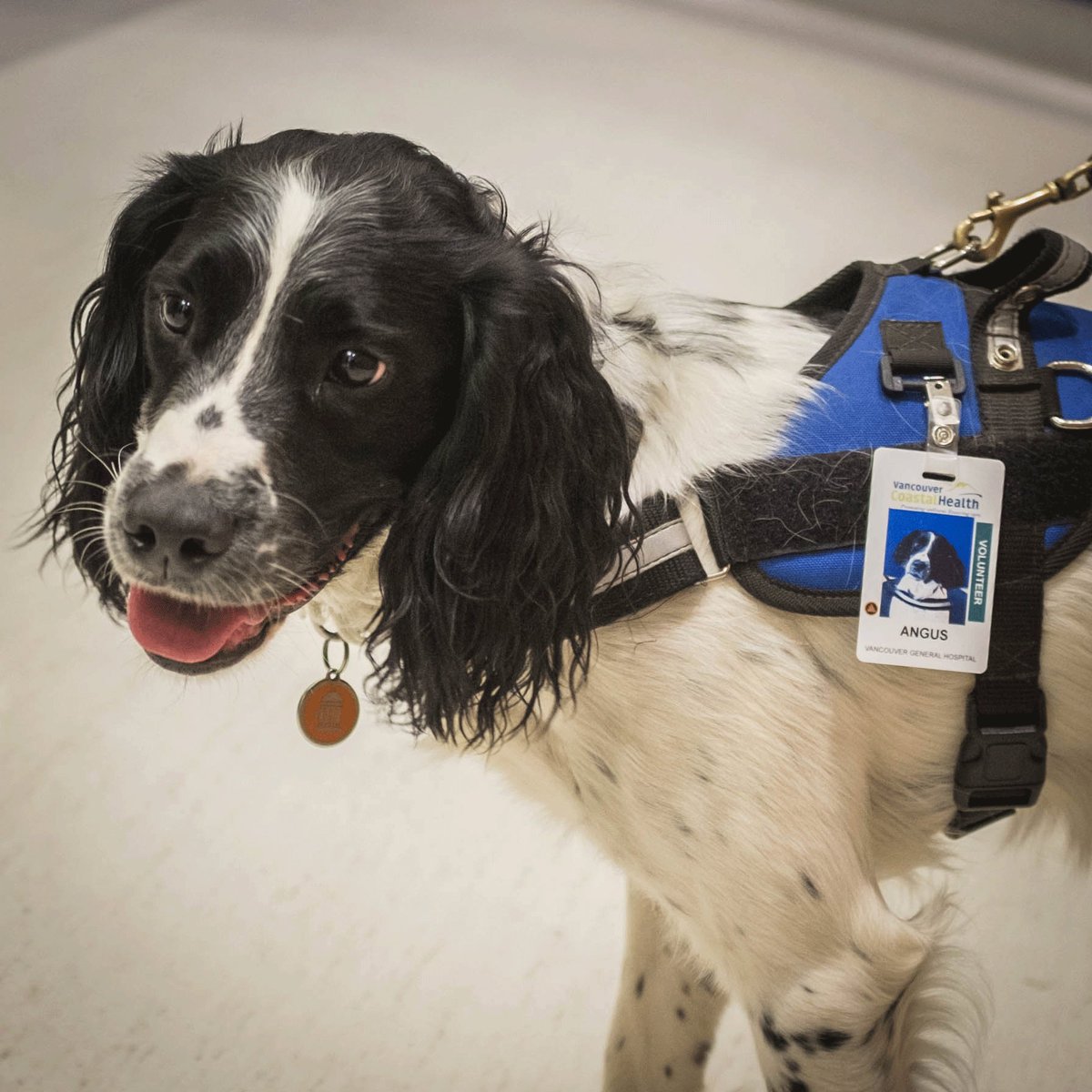 We’re loving how people are donating to Angus’ #GivingChallengeCA. Thanks for helping our super dog fight super bugs ow.ly/jYaT30czher