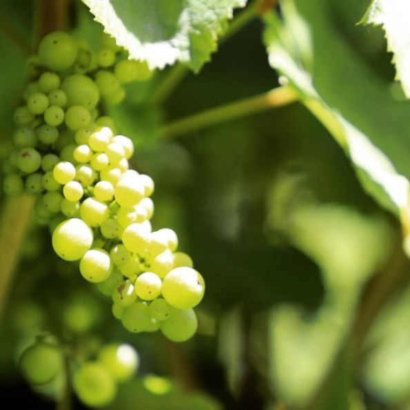 s_cellars's tweet photo. Best fermented... & in your glass of course. Photo credit: @NeudorfVineyards @FieldsMorrisVerdin #NZWine #NZCellar… https://t.co/smSGtolfxU https://t.co/jSdcsQ9WuH