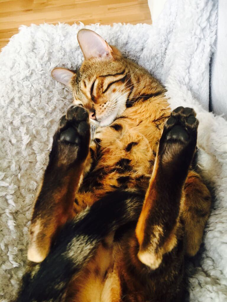 hyde_alexandra's tweet photo. Bengal cat missing in Cheswick Green. No collar. Distinctive markings. Message me or call the number on the poster. His name is Clarence. https://t.co/BYbogqaSI0
