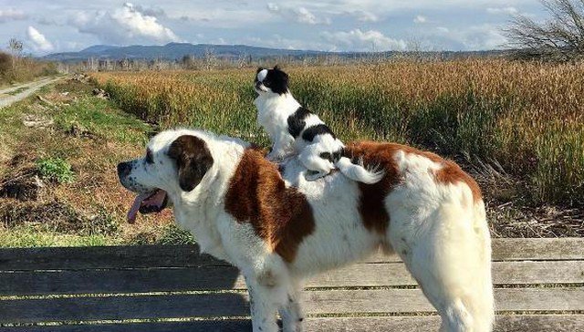 HelloNuzzle's tweet image. Big Dog Carries Around Little Friend In ADORABLE Show Of #Devotion bit.ly/2fDyCcq