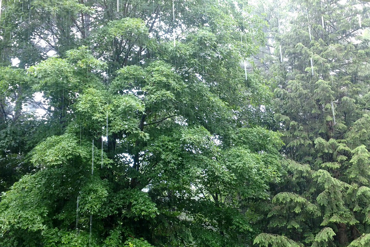 ThisIsVT's tweet photo. Many hugs to those #VTdogs scared by the thunderstorms & heavy rain. My pups don't mind the booms but just pout waiting for downpour to stop https://t.co/PTkJVoZk9A