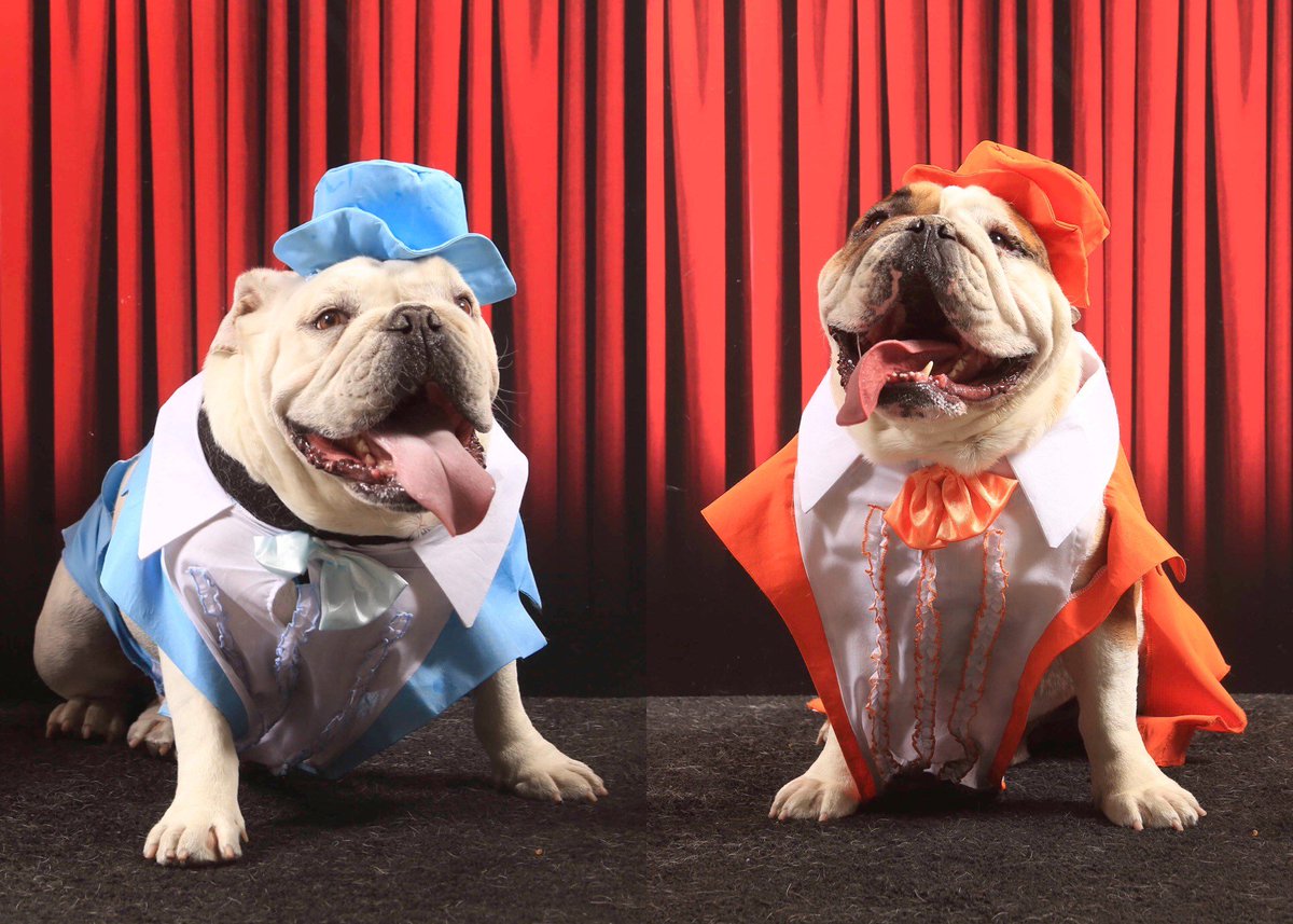 AngelaBeard1's tweet photo. Hank &amp; Ike are entered into a Bulldog Beauty contest &amp; they need your votes! "SO YOU'RE SAYIN' THERE'S A CHANCE" https://t.co/HIga65oYMw https://t.co/gAketrFyHM