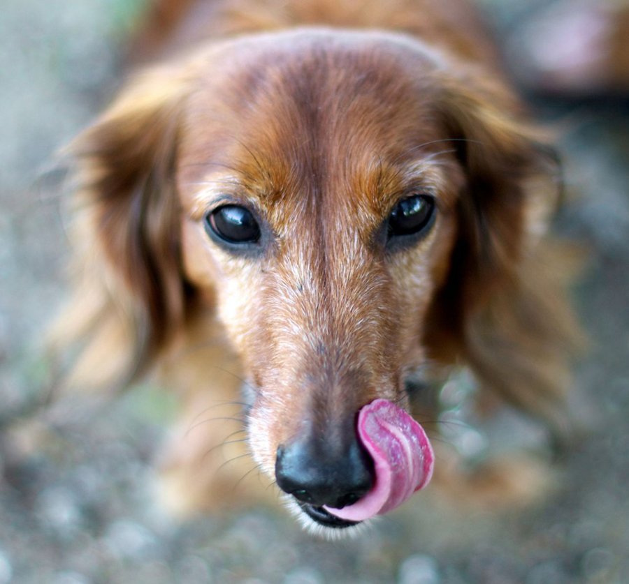 HelloNuzzle's tweet image. Build A Balanced #SeniorDog #Nutrition Plan bit.ly/2eLCwMm