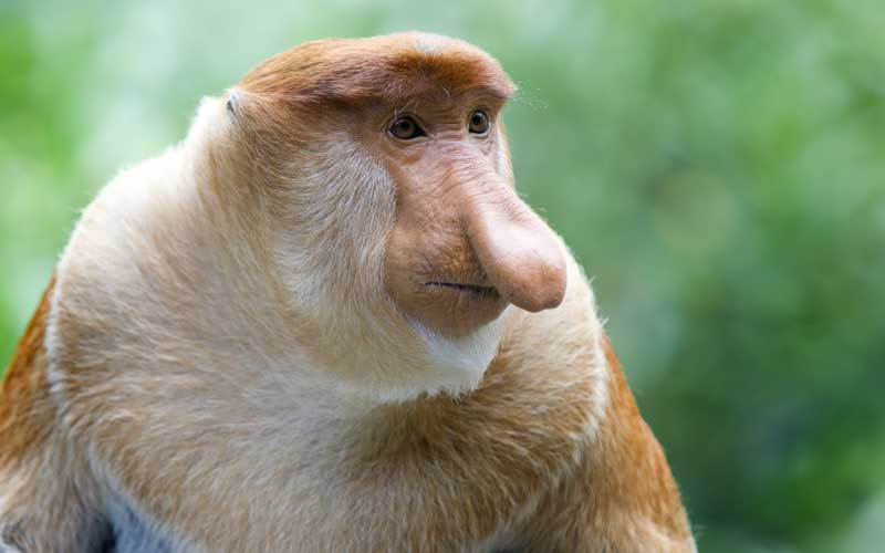 ScouseAnimals's tweet photo. "And I said to him 'listen lad, I'll always have this nose, but you don't have to be a gobshite all your life'." https://t.co/OzHsqGvq8Q