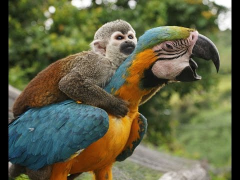 ScouseAnimals's tweet photo. "Get off me back lad."
"Me feet are cabbaged lad, I'll get off in a minute." https://t.co/pHSWDTzfQr