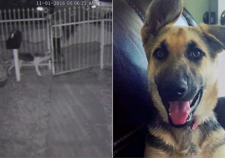 HelloNuzzle's tweet image. PTSD #ServiceDog FINALLY Reunited With Family After Being Stolen bit.ly/2g7G9QK