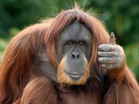 ScouseAnimals's tweet photo. "Sound." https://t.co/0126iAAcRe