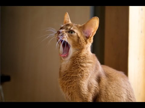 ScouseAnimals's tweet photo. "ANDREEEEEEEEW! GET HERE NOW!" https://t.co/BF1UCG8Ryw