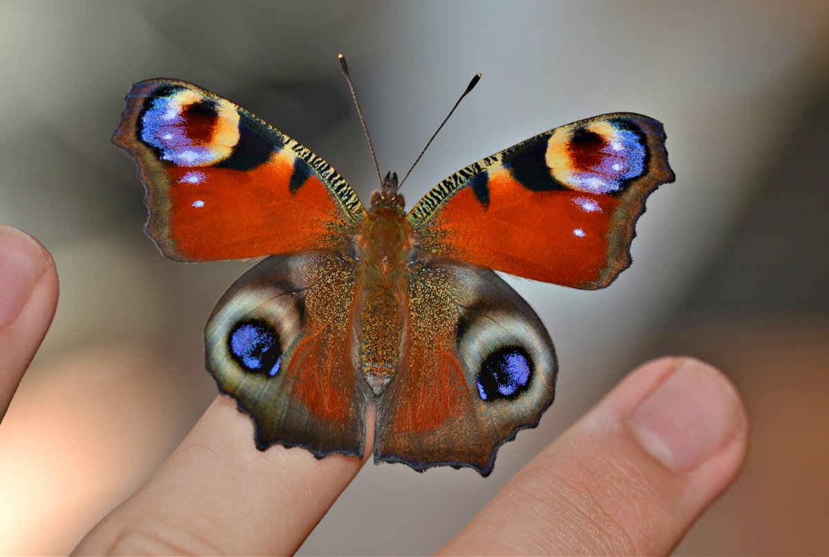 DrewCooper_Wild's tweet image. A Peacock butterfly freshly emerged from its chrysalis today, taken with flash to really accentuate those gorgeous colours!

#SundayFunday