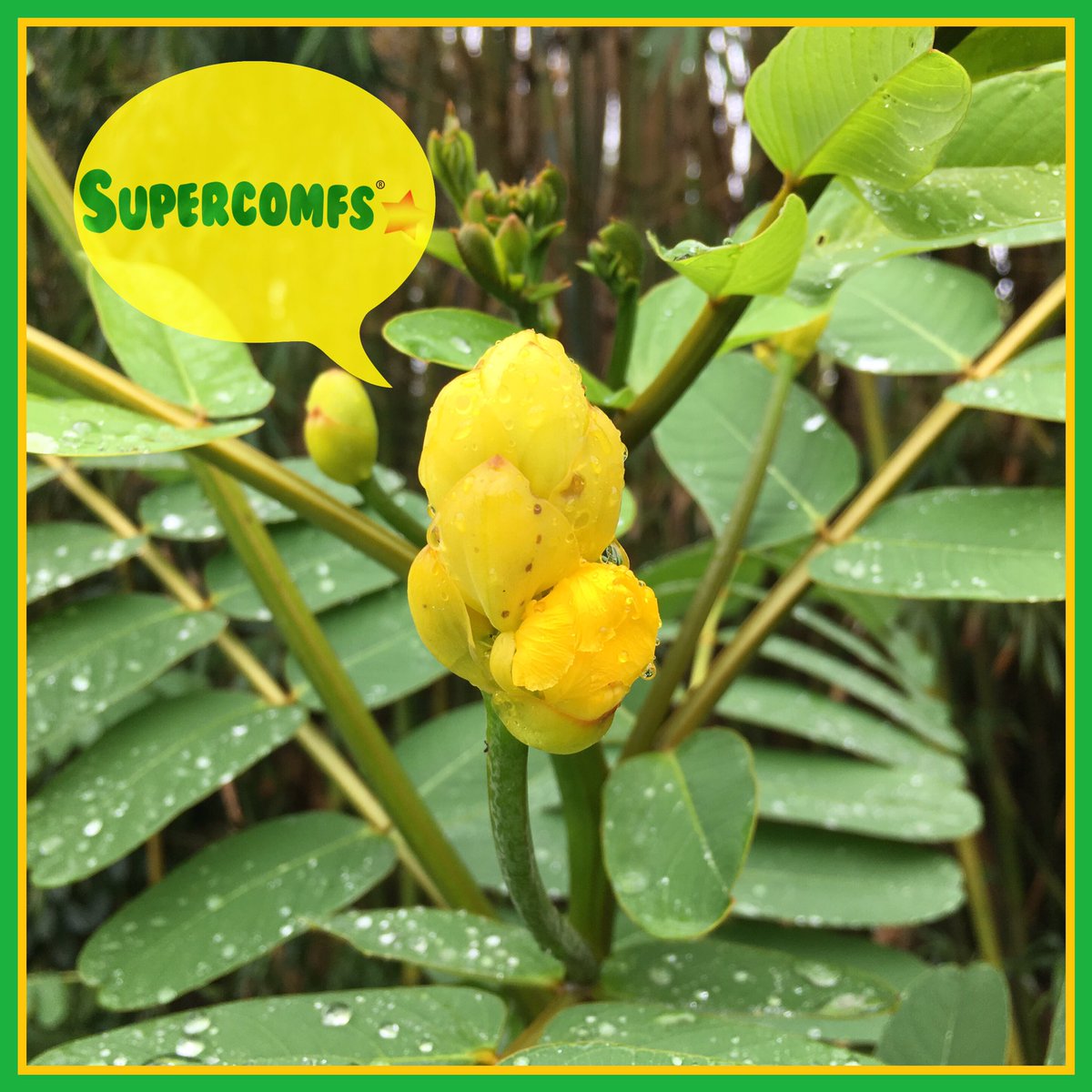 supercomfs's tweet photo. #Officials🏵 #Flowerplumps🌼⚪️ ⭕️' #Supercomfs💚🌟 https://t.co/damu3EOjbb
