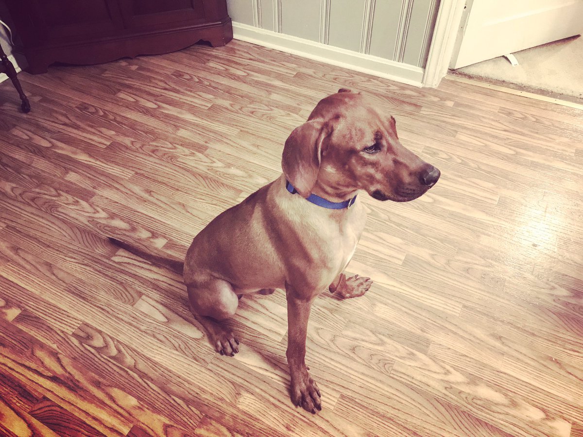 theGraley's tweet photo. Tryna be this puppo's mama #adoptioninprogress #rhodesianridgeback #rhodies https://t.co/AsKOUxqY0n