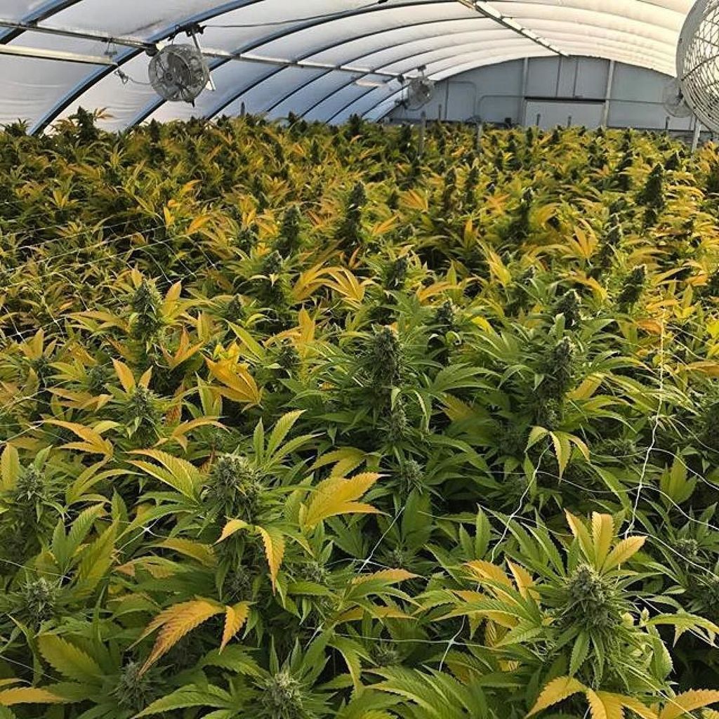 GiftedGrower's tweet photo. @backyardfarming_:First grow In my @conleysgreenhouse cold frames from @greenhousemega is complete. @south_fork_se… https://t.co/im9Yr6bX73 https://t.co/jDBFK6KySU