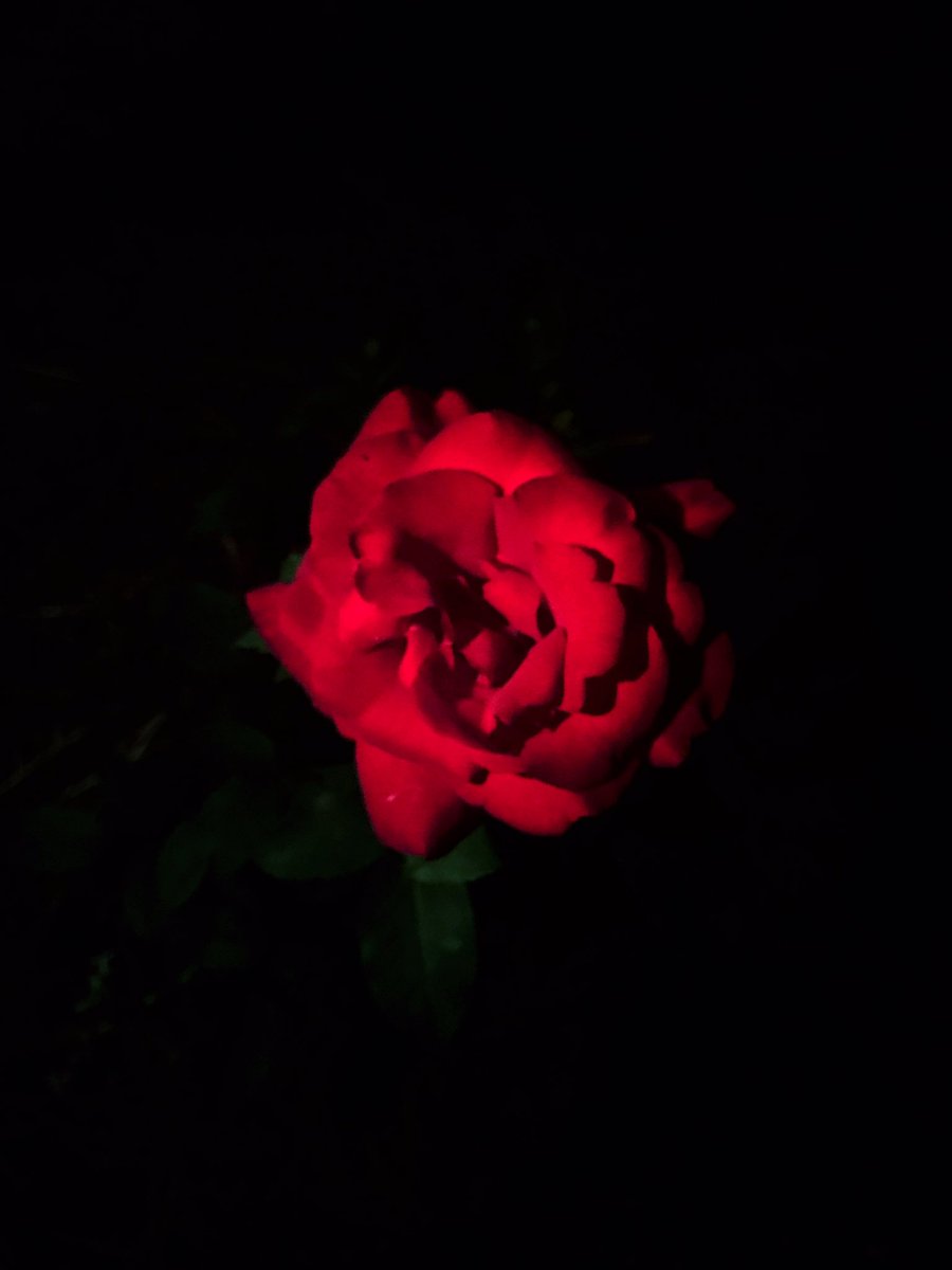 Love is all you need