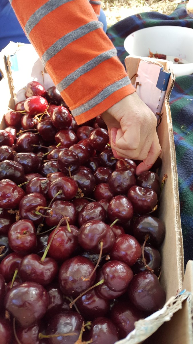AbundanceLondon's tweet photo. #Cherry feast on #Turnham Green #Chiswick https://t.co/U2r1R099z2