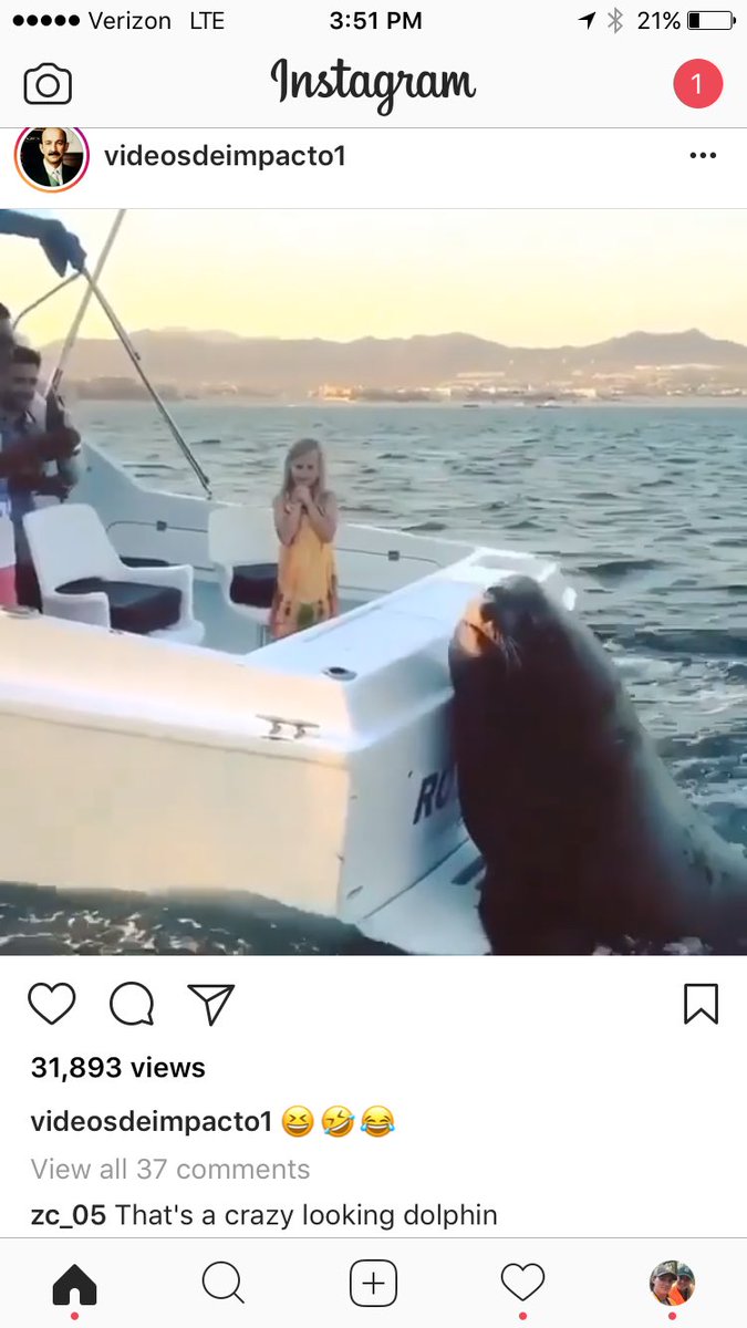 calebmorrell's tweet image. That's a crazy looking dolphin