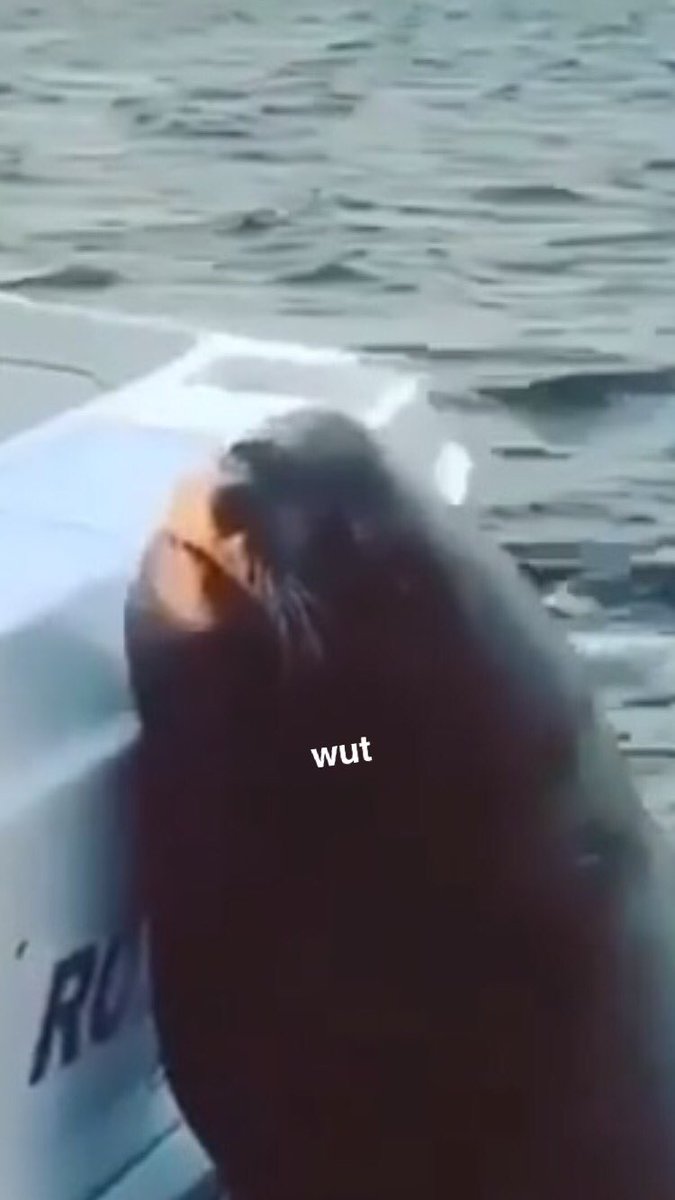 calebmorrell's tweet image. That's a crazy looking dolphin