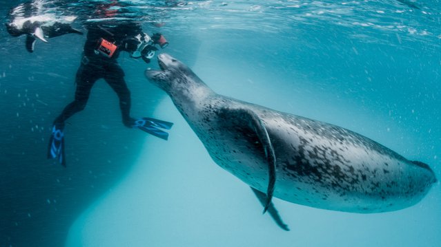 CCMicare's tweet photo. .@PaulNicklen founded @Sea_Legacy to help conserve the #arctic- and met a few friends in the process via @NPR https://t.co/Vra54ZtqcK https://t.co/qyiN5yKqb4
