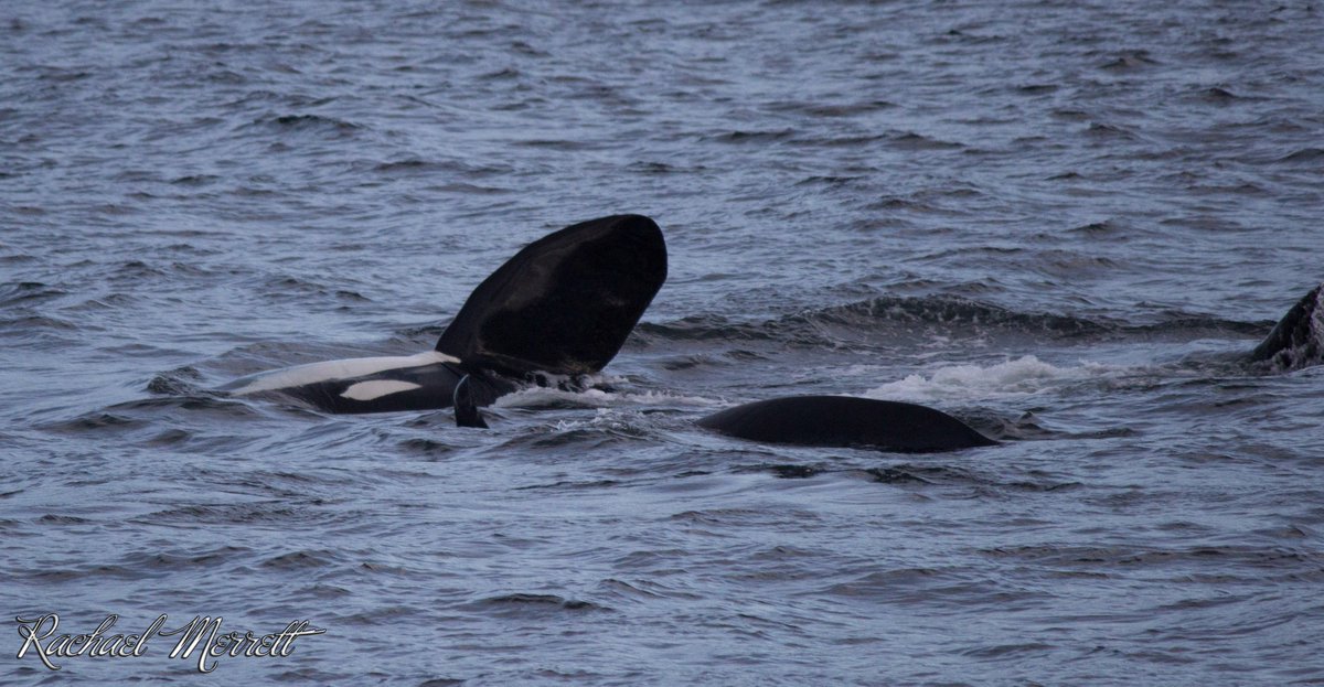 GeorgiaStraitBC's tweet photo. Female orca share all the fish they catch; sharing most with their offspring.
#OrcaMonthBC #OrcaMonth #StewardoftheStrait #georgiastrait https://t.co/F2gCUUmwnX