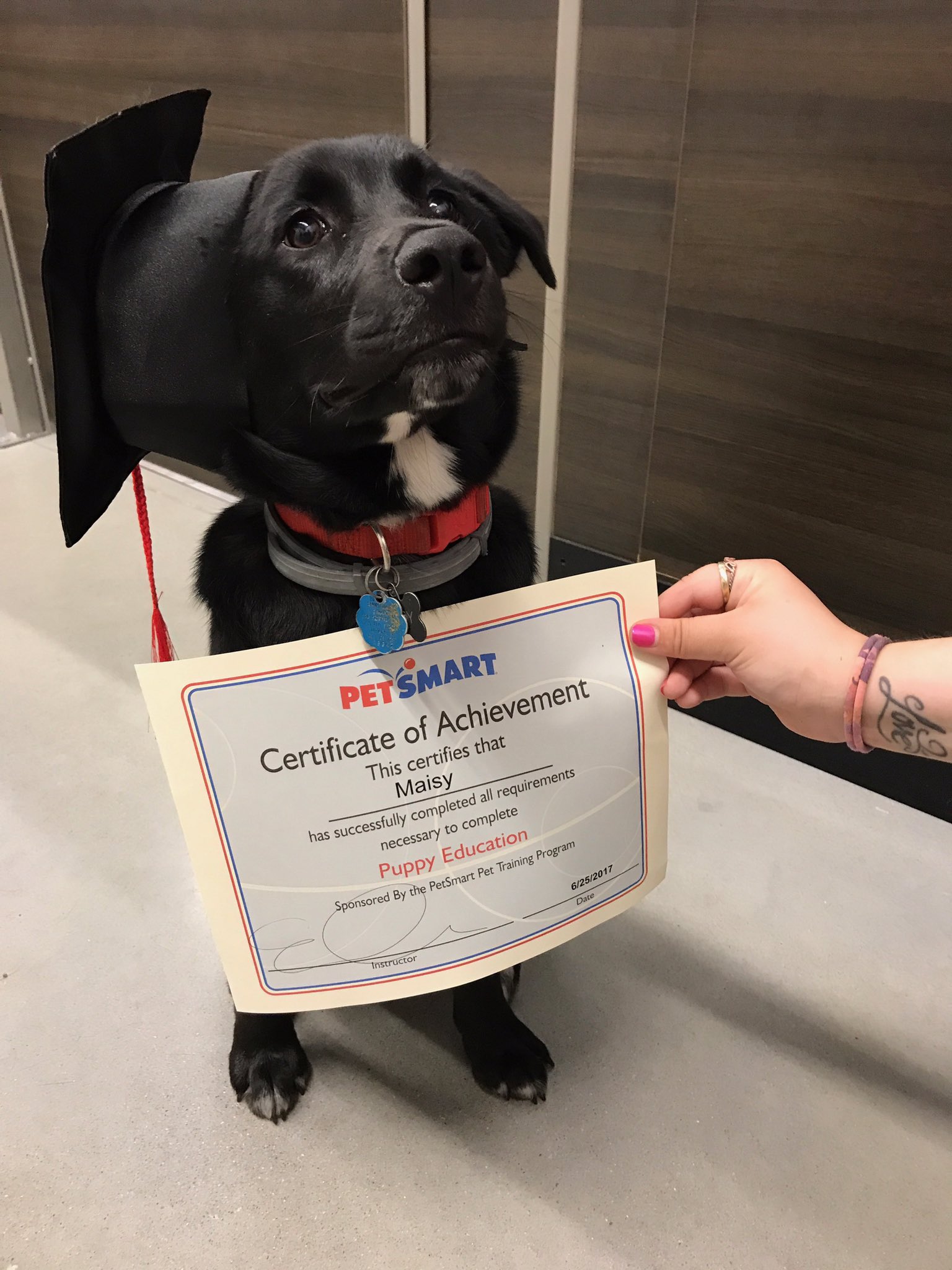 petsmart puppy school