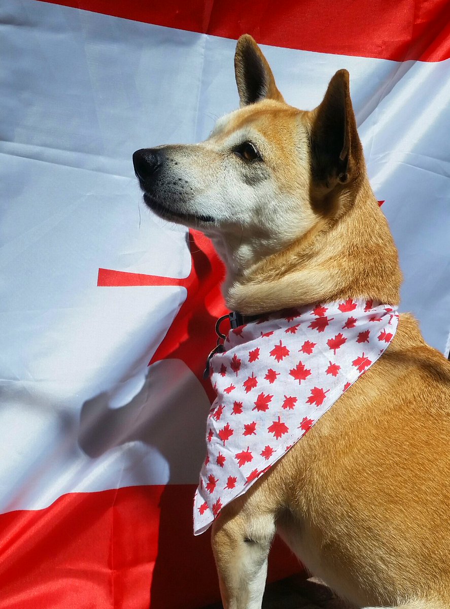 🍁🍁🍁 Happy Canada Day from Jess, Spencer and Darcy. 🍁🍁🍁
