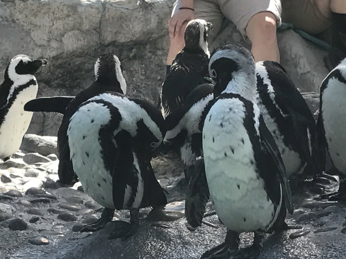 MyGeneCounsel's tweet photo. So impressed with our day @mysticaquarium! Great #familytime #outdoorlearning #STEM #MarineBiology #birds #Penguins #kidsactivities #CTfun https://t.co/ybvxCKoIo6
