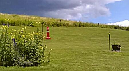 Bird, bee, and butterfly backyard.