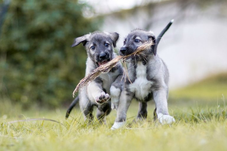 HelloNuzzle's tweet image. Meet Cullen And Romulus, The World’s First Set Of #IdenticalTwin Puppies bit.ly/2hwvrQi