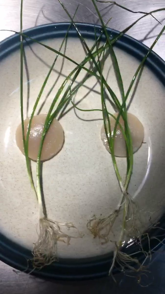 vieiras frescas del Golfo de San Miguel, cebollín y caldo XO servido en la mesa. Reserva tu mesa en riesenrestaurante.com o al 264-0473!