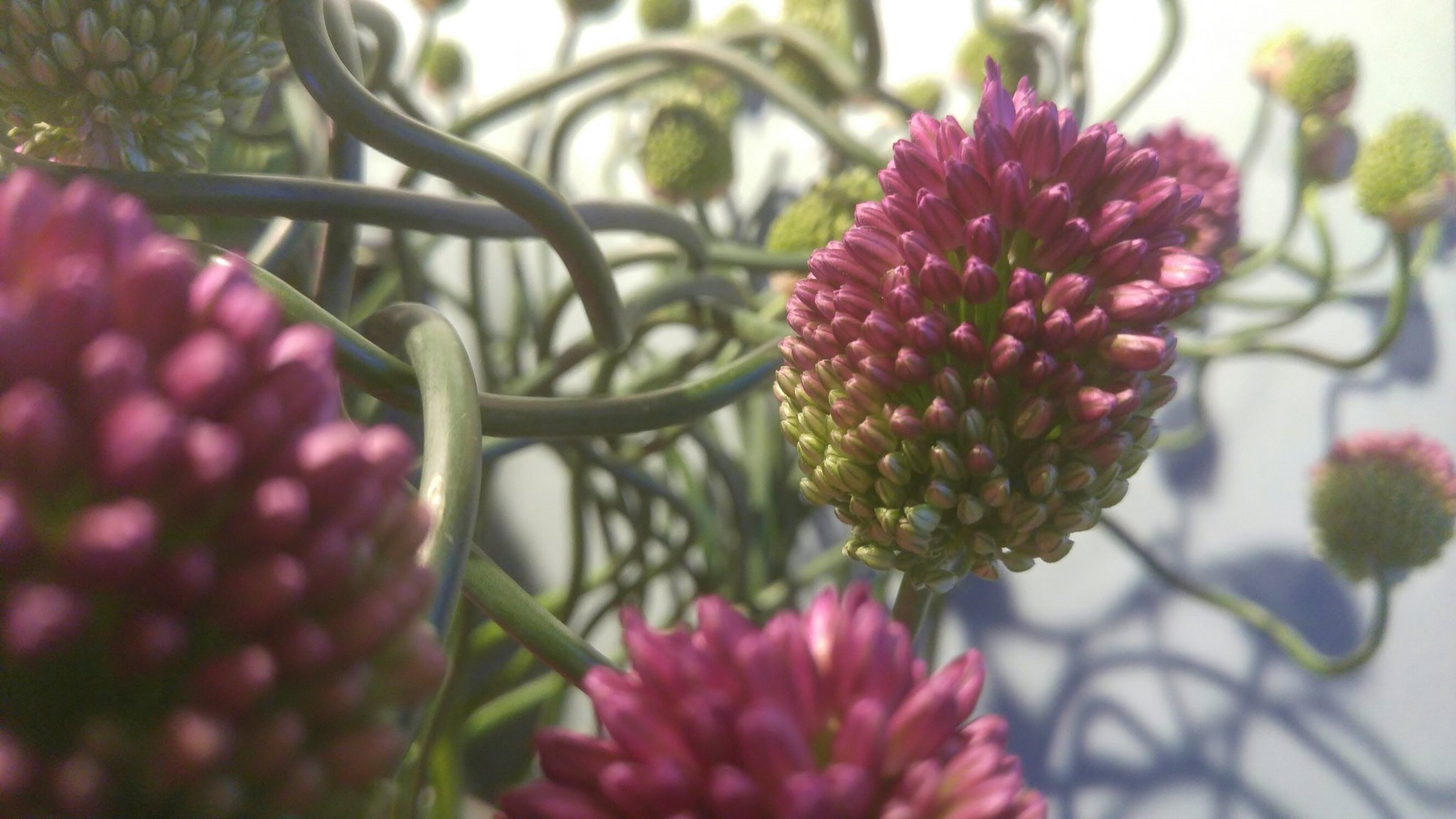 Arcobaleno アリウム丹頂 Allium Sphaerocephalum 科名 ネギ科 ユリ科 属名 ネギ属 アリウム属 原産地 ヨーロッパ 北アメリカ 地中海沿岸 花言葉 くじけない心 名の由来 花序が上から色づく様子を丹頂鶴の頭に例 T Co Lwzmnfhkzq