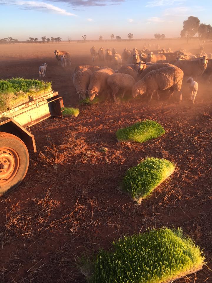 Renee Manning tweet media