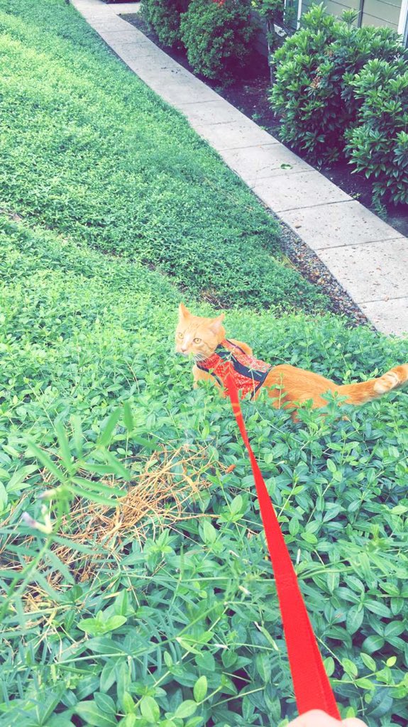chayyylaaa's tweet photo. @bevetts12 @C_Heideger He's very dog like....and apartment complexes sometimes require leashes 😝 #Peaches https://t.co/JUVdKu8mYo