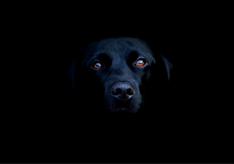 HelloNuzzle's tweet image. Are Dogs REALLY Color Blind? bit.ly/2fUCvpb
