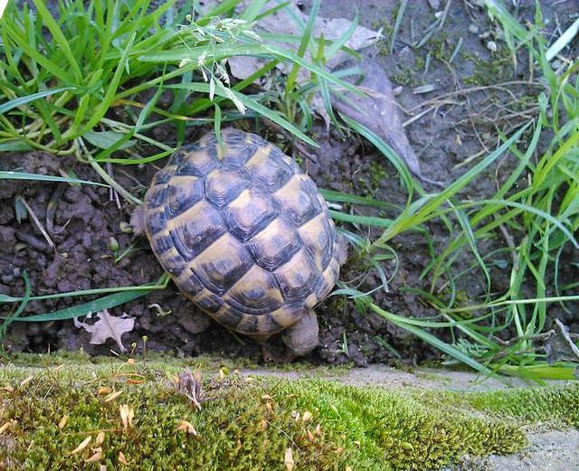 6e4Germillac's tweet photo. Petite tortue
Tu avances lentement
Mais sûrement

Anouar, 6e 4 
#haïku #twithaïku https://t.co/gE6QjC4HuR