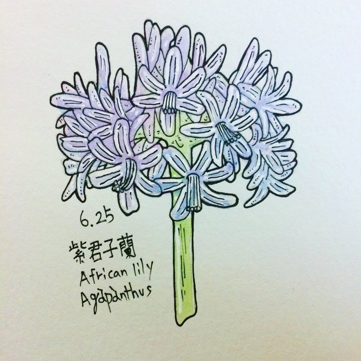 Askart アスカート Auf Twitter 今日の誕生花 D アガパンサス 花言葉は愛の始まり D すべめはここから始まる D 1日1絵 Art Illustration イラスト王国 イラスト 絵描きの輪 絵描き 修行 おきなわ T Co K70knfvcsd