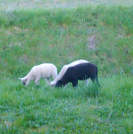 6e4Germillac's tweet photo. Frères jumeaux
S'assemblent
Comme ying et yang

Chloé, 6e4
#haïku #twithaïku https://t.co/ovVVsbGVQR