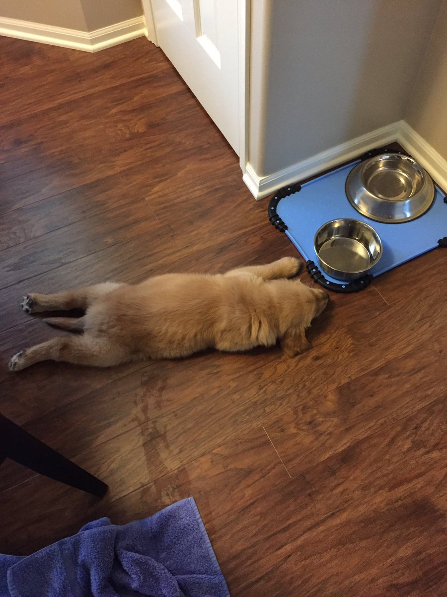 Zbilly25's tweet photo. Had a great weekend with the new addition! We are all exhausted! https://t.co/pnjyOtk97g