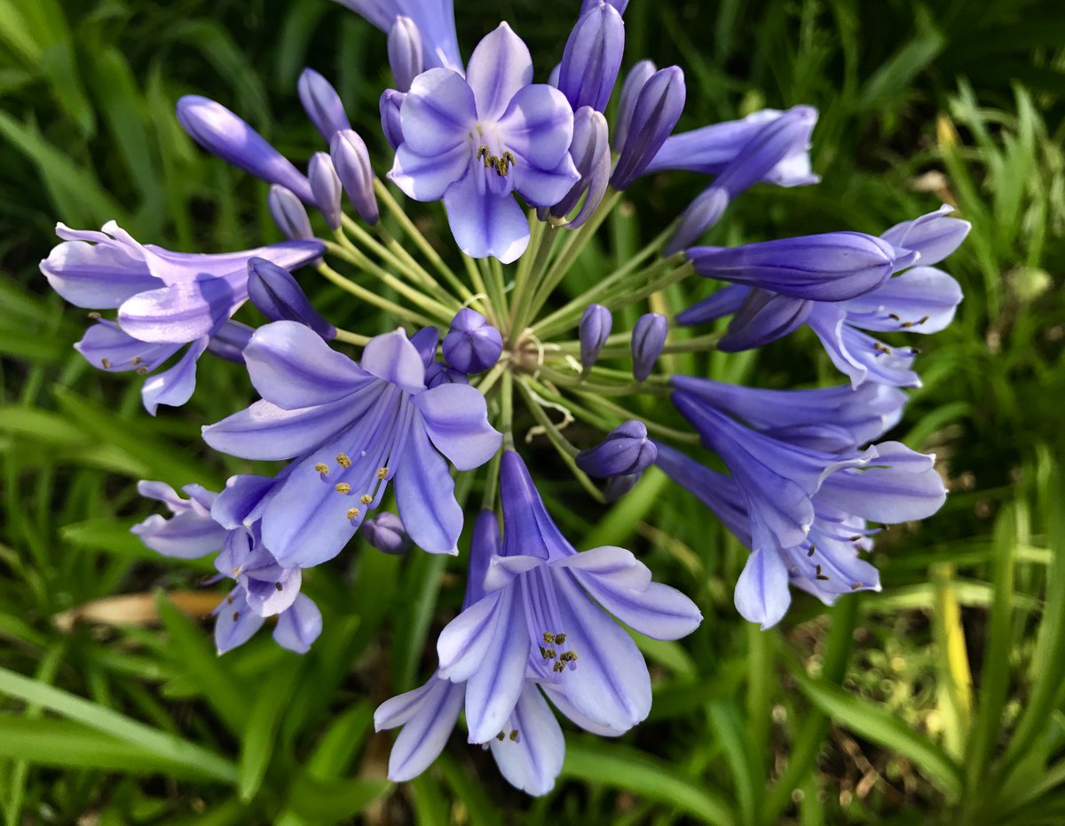 福岡大学 A Twitter 七隈花便り 57 アガパンサス Agapanthus African Lily 名はギリシャ語のagape アガペ 愛 とanthos アントス 花 で愛の花 和名ムラサキクンシラン 紫君子蘭 淡い紫色の花を球状に咲かせる 白花もある 南アフリカ原産 福岡大学