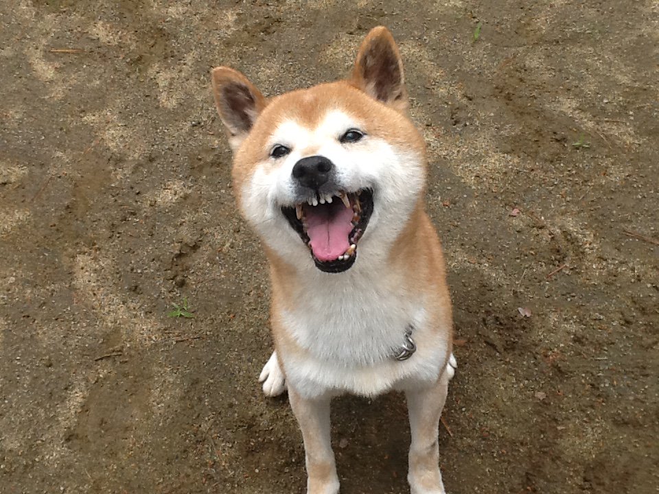 しゃくれ犬 Twitter Search しゃくれ犬 Twitter Search