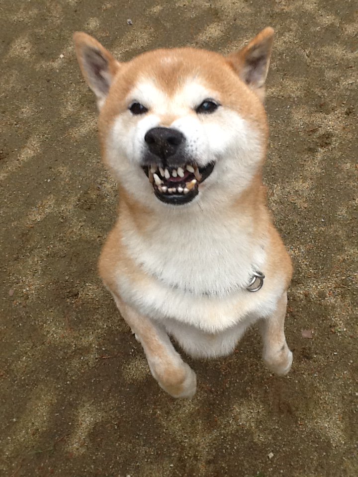 しゃくれ犬 Twitter Search しゃくれ犬 Twitter Search