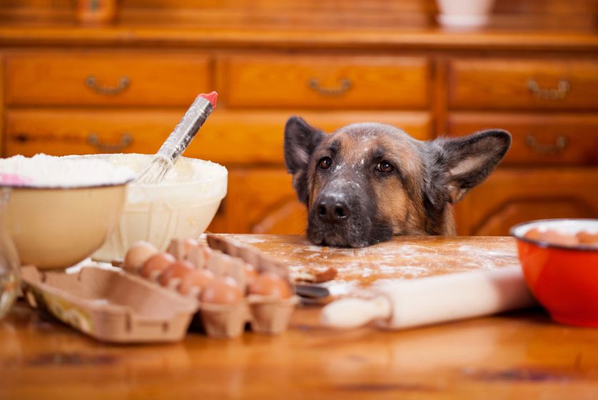 HelloNuzzle's tweet image. 5 #Recipes To Make Your #SickDog Feel Better bit.ly/2dORf8R