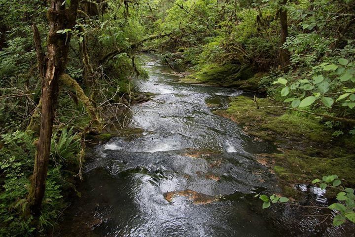relaxedpace's tweet photo. Recent forest stream we found #adventureanywhere#getoutstayout #getoutandexplore #exploremore … https://t.co/1mp6bBC83h https://t.co/9HwxZzxdzf