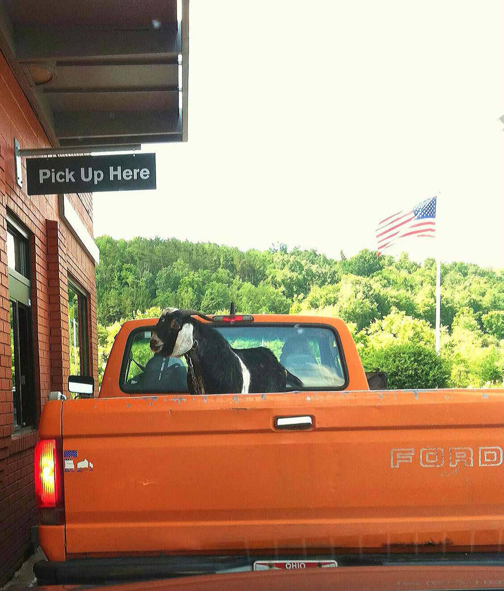 JanetRBolin's tweet photo. Only in my hometown... #GOAT #Heath #Ohio https://t.co/aBv6OCgChK