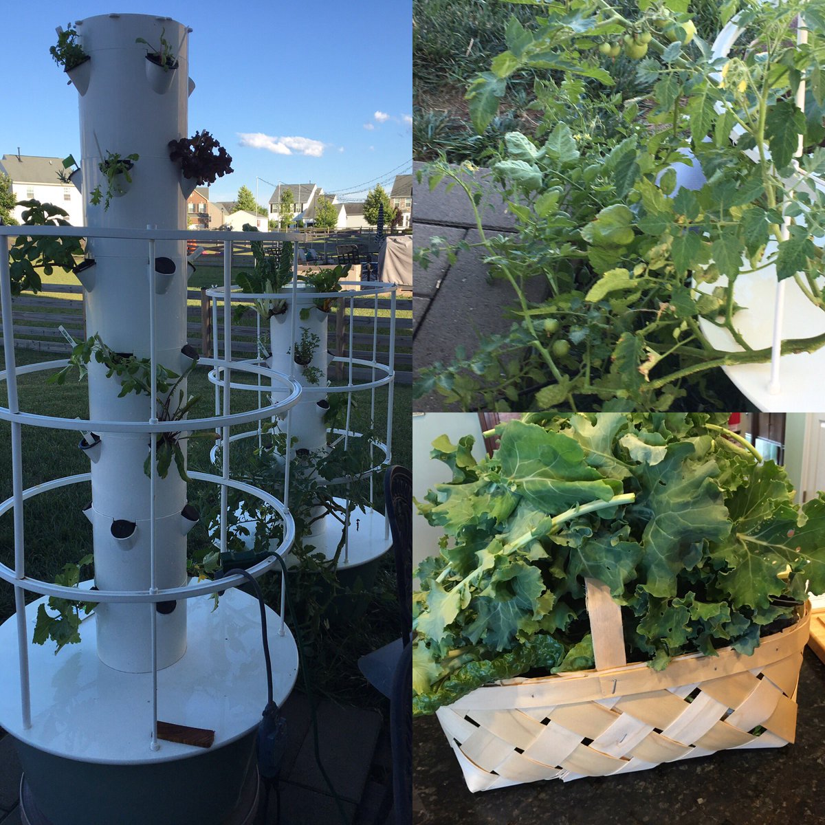 tanjoannie's tweet photo. #harvesting #towergardens scrubbed down #seeds #planting new #lettuces #Tomatoes 🍅lower Rt #verticalgarden #nobending #noweeding #nodirt https://t.co/nFS4nX79je